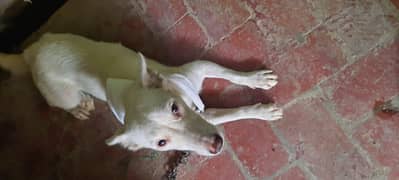 Russian and Bully Dog Cross Bread female Bitch Vaccinated