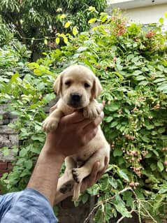 Labrador