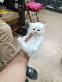 Persian