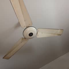 celling fan