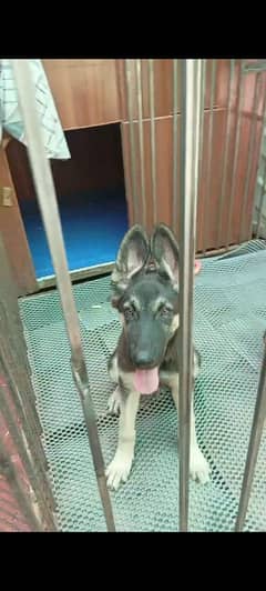2 German shepherd vaccinated full family dogs well mannered