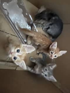 Persian kitten for adoption