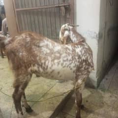 Qurbani for sale