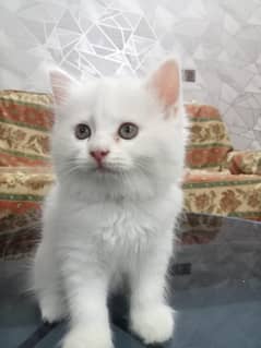 persian female kittens