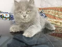 persian
