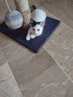 kitten for sale 2000