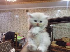 Punch Face Persian Kittens