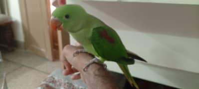 Hand tame pahari tota Alexander raw parrot age 3 months3
