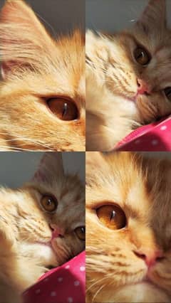 male Persian cat for sale