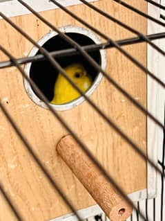 2 pairs of budgie parrots with cage
