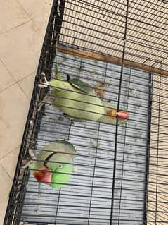 Kashmiri raw parrot pair 3.5 years