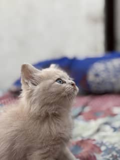 Persian kitten