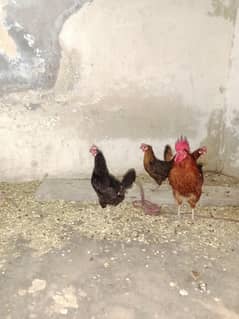 hens