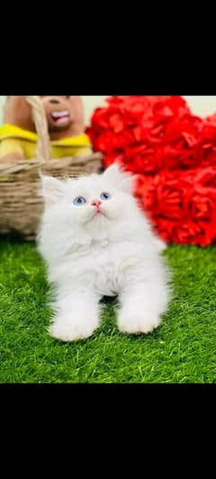 PERSIAN KITTEN FOR SALE ONLY CONTACT whatulp 03292450497