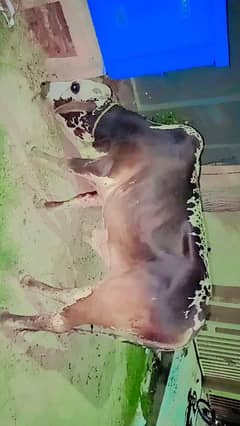 cow