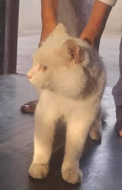 cat for sale urgent