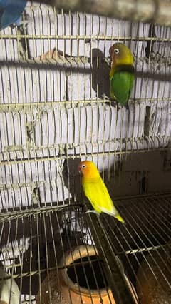 Love Birds Lutino Fisher Par Blue Breeder pair Full Healthy and Active