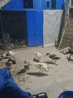 6 duck ha per piece 1000 Rupa ka ha