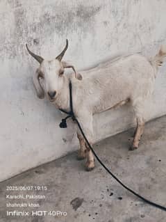 bakri for sale 0.3.1.2. 3.1. 3.7. 0.4. 8 is number pa call kar video k