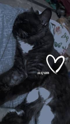 cat Persian pure