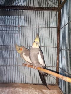 birds&cage