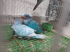 Ringneck Parrots