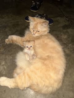 Persian female cat