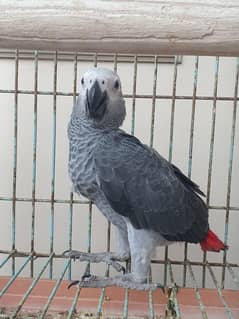Grey parrot Chick