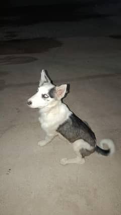 husky