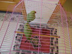 Green Parrot