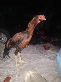 Thai original