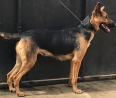 GSD Puppy