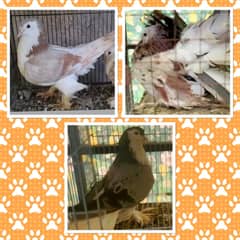 Lahori sherazi/American fantail/English pigeons
