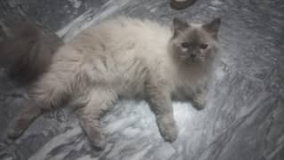 Persian cat for adoption, not sale