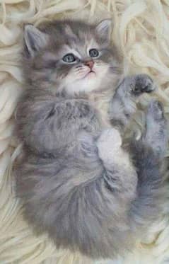 Triple coat Persian kitten