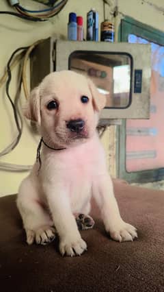 Labrador Male Puppy age 2 month