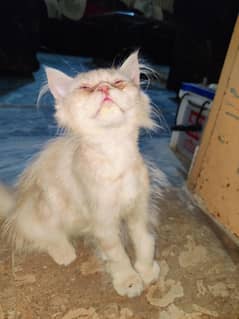 long coat Persian kitten