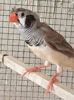 Finches for sale in best price