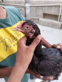 pure aseel hen active and healthy white eyes and white nok nali