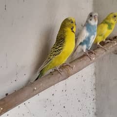 Budgie king size