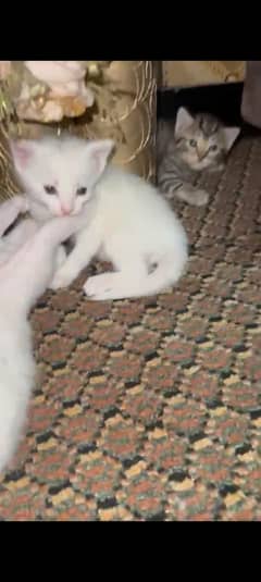 contact me