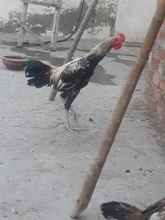 Doghla aseel