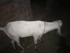 Bakra