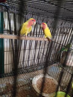 Parrots for sale