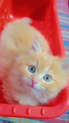 baby cats