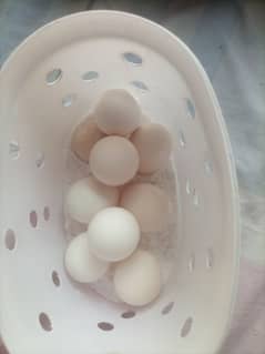 mianwali Asell fortile eggs for sell 10 11 han
