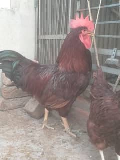 RIR pair ( 1 male 1 female). . 0334. . 17. . 43. . 563. . . WhatsApp