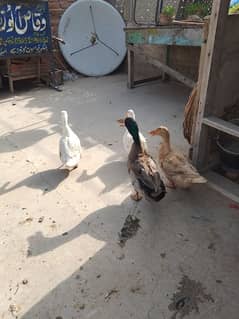 ڈکس خوبصورت وائٹ بلیک کے ساتھ