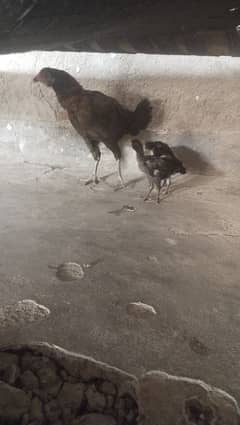 2aseel chicks 1dasi 1femail
