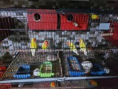love birds for sale